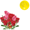 疯狂猜成语鲜花，圆月亮答案是什么？