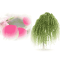 红色的桃花，绿色的杨柳是什么成语