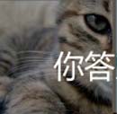 看图猜成语猫海豹老虎嘴部听玩家讲解经验