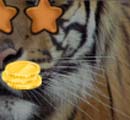 看图猜成语猫海豹老虎嘴部听玩家讲解经验