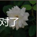 看图猜成语白糖白色花血白色鸟答案心得讲解