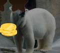 看图猜成语冰雪冰橇鱼北极熊玩家猜法经验讲解