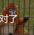 看图猜成语大熊猫猴子鹦鹉导游手册玩法技巧