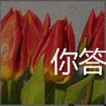郁金香大风车荷兰最具有代表性的两种特色
