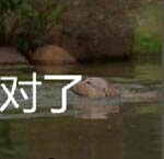游泳是一种修身养性的水下运动