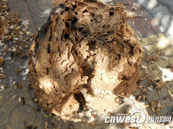 杀人蜂幼虫_《怪物猎人2G》沙漠地图及采集资料(2)