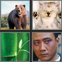 大熊猫_看图拼字答案及图片