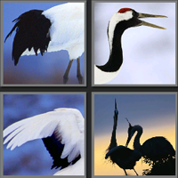 丹顶鹤_看图拼字答案及图片